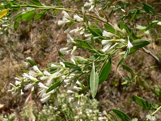 {Baccharis halimifolia}
